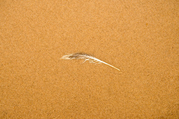 feather on a sand beach