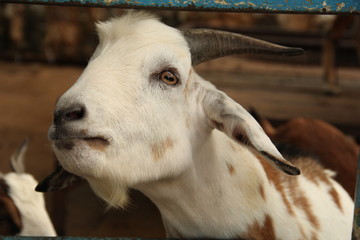 goat, animal, cloven-hoofed, horns, muzzle