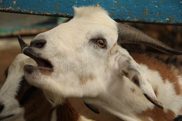 goat, animal, cloven-hoofed, horns, muzzle