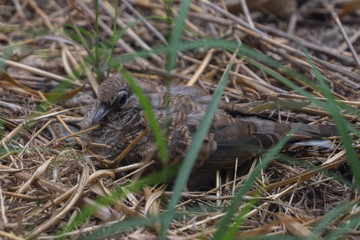 Close up a juvenile Zebra dove (Geopelia striata) sitting on the ground with dry grass.