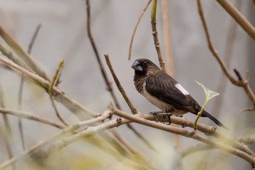 Closeup White-rumped Munia (Lonchura striata) perching on dry branch in the garden.