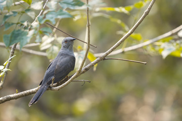 Fototapeta premium Closeup male Plaintive cuckoo (Cacomantis merulinus) perching on branch with green nature bokeh background.