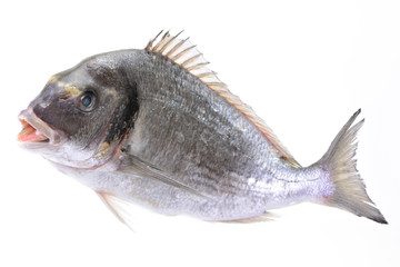 Dorado fish on white background