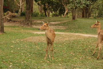 deer, animal, red book, horns, rare animal