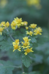 アワコガネギク