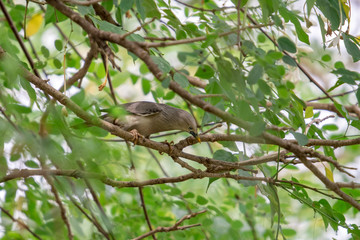 Chestnut-tailed Starling (Sturnia malabarica) perching on branch in the garden.