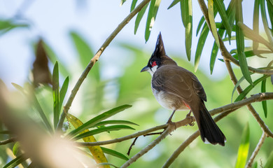 Red-whiskered Bulbul (Pycnonotus jocosus) perching on wire