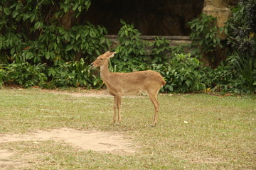 deer, animal, red book, horns, rare animal
