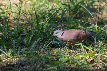 Close up male Red Collared Dove (Streptopelia tranquebarica) walking on green grass in garden.