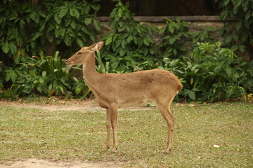 deer, animal, red book, horns, rare animal
