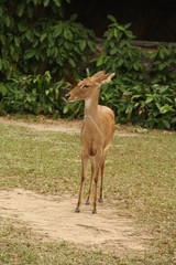 deer, animal, red book, horns, rare animal