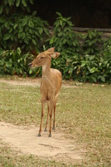 deer, animal, red book, horns, rare animal