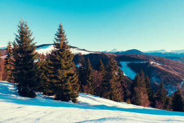 Beautiful winter panorama with fresh powder snow. Landscape with spruce trees, blue sky with sun light and colorful clouds and high mountains on background