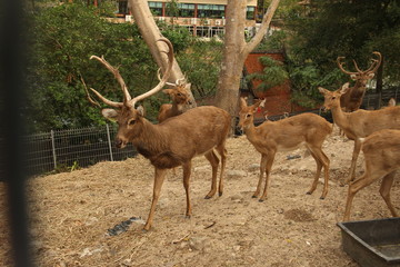 deer, animal, red book, horns, rare animal