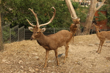 Naklejka na ściany i meble deer, animal, red book, horns, rare animal
