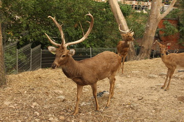 deer, animal, red book, horns, rare animal