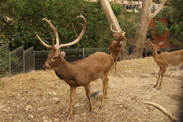 deer, animal, red book, horns, rare animal