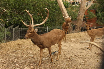 deer, animal, red book, horns, rare animal
