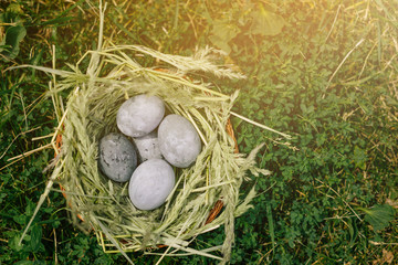 Easter eggs in a green nest on the grass.