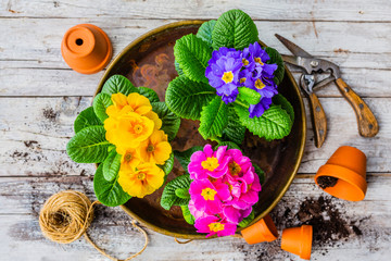 The first spring colorful primroses ready for planting.