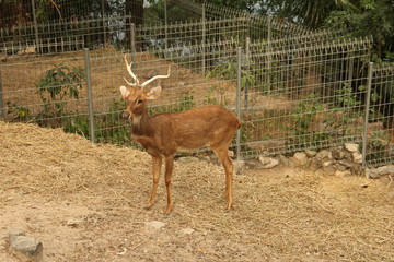 deer, animal, red book, horns, rare animal