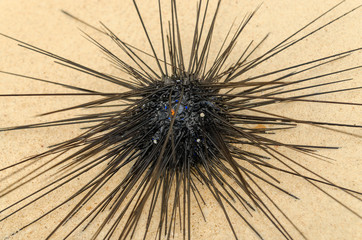 sea urchin on the sand in thailand