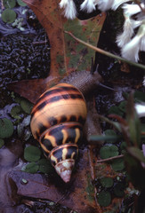 Liguus Tree Snail (Liguus Fasciatus Marmoratus)
