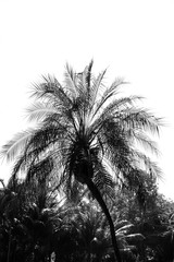 beautiful palm tree - monochrome