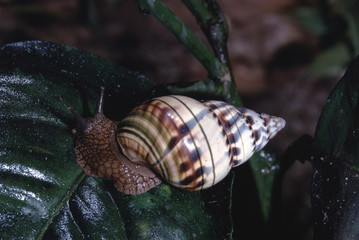 Liguus Tree Snail (Liguus Fasciatus Pseudopictus) 