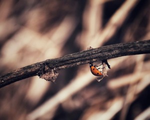 ladybug