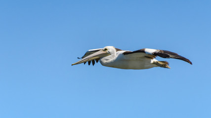 Pelican in the air