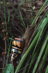 Liguus Tree Snail (Liguus Fasciatus Versicolor)