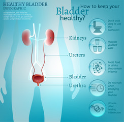 Healthy bladder infographic