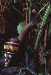 Liguus Tree Snail (Liguus Fasciatus Versicolor)