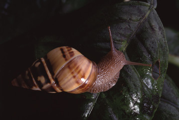 Liguus Tree Snail (Liguus Fasciatus Versicolor)