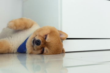 pomeranian puppy dog sleeping in home