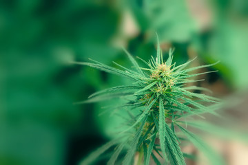 Growing premium cannabis products. Medical Marijuana and Cannabidiol CBD oil. Copy space