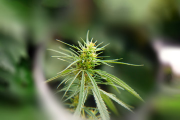 Medical marijuana plant alternative medicine. Growing premium cannabis products