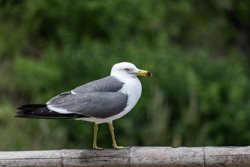 Black-tailed Gull [Larus crassirostris] spotted in South Korea