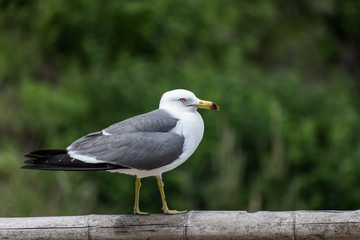 Black-tailed Gull [Larus crassirostris] spotted in South Korea