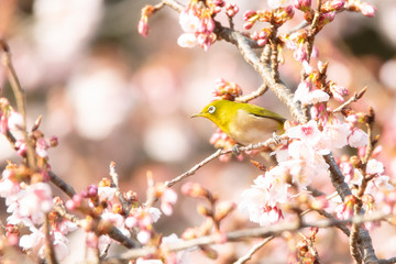 Japanese white-eye on a cherry blossom tree in winter.