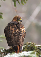 View of a red-tailed hawk sitting on the spruce branche at a winter time