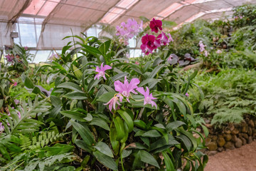 Catleya Orchid Flowers in Greenhouse at Queen Sirikit botanic garden.Chiang mai city Thailand