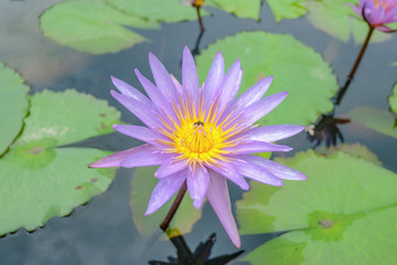 Close up purple Lotus Flowers in the water pond with the Bee on the Flowers