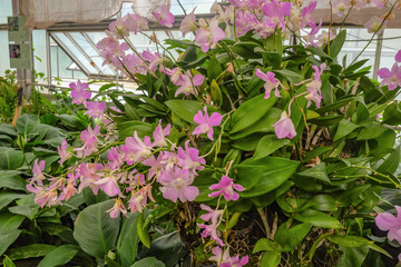 Catleya Orchid Flowers in Greenhouse at Queen Sirikit botanic garden.Chiang mai city Thailand