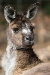 Fototapeta premium hi look at me and focus on me. that is kagaroo said.