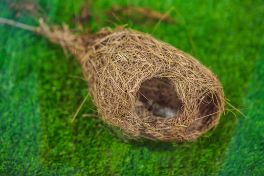 The nest of the bird lies on the grass
