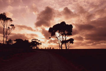 Amazing cloudy sunset in the african bush. South Africa Garden Route; magic pink sky