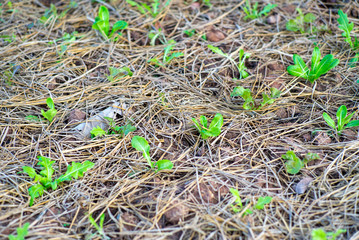 Top view closeup  little lettuces grows in the nursery area at the organic farm of backyard in the house