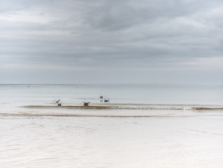 Bird on the beach sand. Seagulls walk on the wet sand
